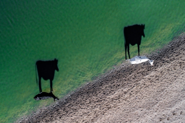 创意类一等奖：两头母牛清晨饮水在河面上留下巨大身影。Luke Maximo Bell/摄 