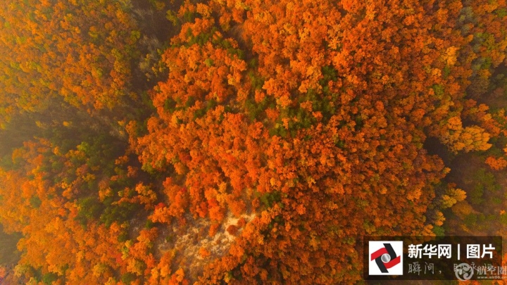 　 2016年10月18日，中国北京，北京怀柔区喇叭沟门原始森林，五彩的秋叶为山林披上炫丽的外衣。