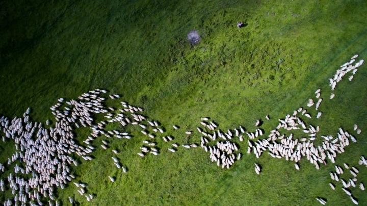 罗马尼亚的一群绵羊。